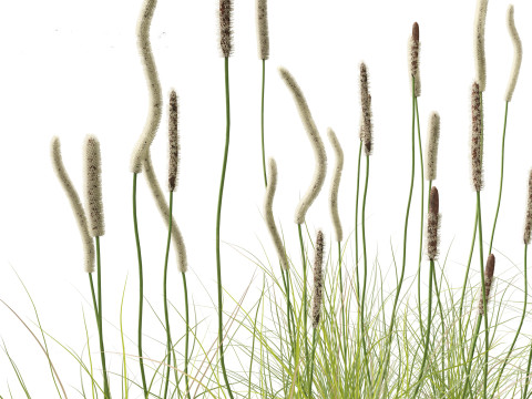 Xanthorrhoea minor - Grasstree 3D-Modell