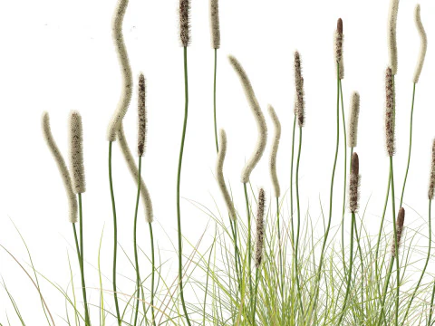 Xanthorrhoea minor - Grasstree 3D Model