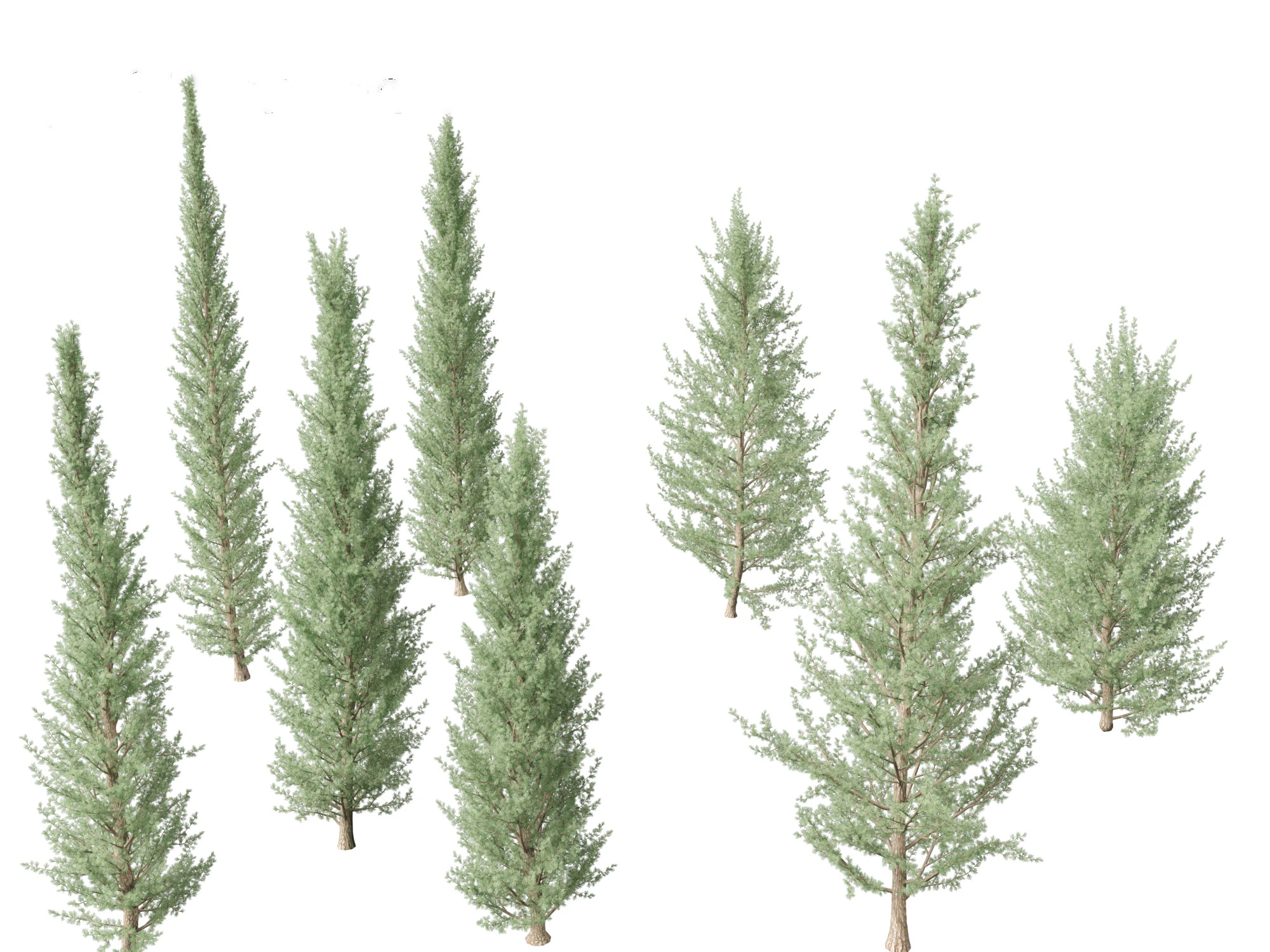 Cedrus atlantica Glauca Fastigiata - Columnar Blue Atlas Ceadar 3D Model .c4d .max .obj .3ds .fbx .stl .blend 