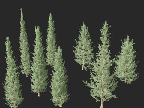 Cedrus atlantica Glauca Fastigiata - Columnar Blue Atlas Ceadar 3D मॉडल