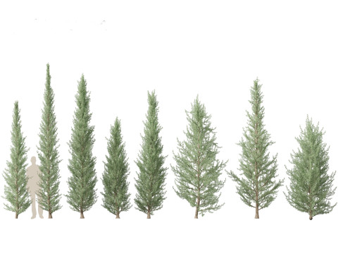 Cedrus atlantica Glauca Fastigiata - Columnar Blue Atlas Ceadar 3D मॉडल