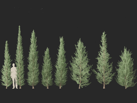 Cedrus atlantica Glauca Fastigiata - Columnar Blue Atlas Ceadar 3D मॉडल