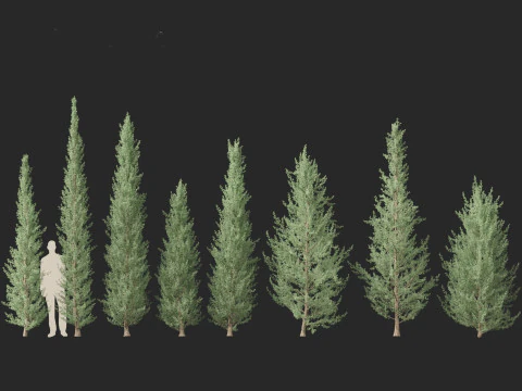 Cedrus atlantica Glauca Fastigiata - Columnar Blue Atlas Ceadar 3D Model