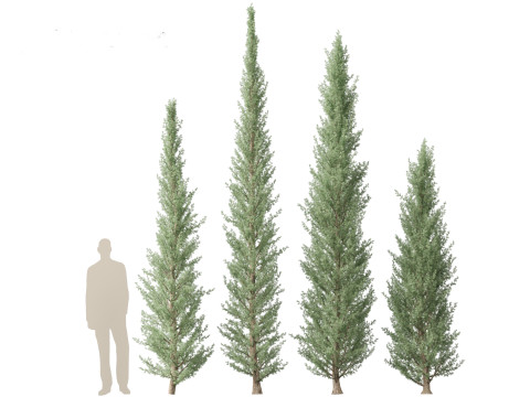 Cedrus atlantica Glauca Fastigiata - Columnar Blue Atlas Ceadar 3D मॉडल