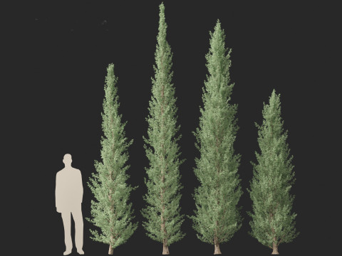 Cedrus atlantica Glauca Fastigiata - Columnar Blue Atlas Ceadar 3D मॉडल