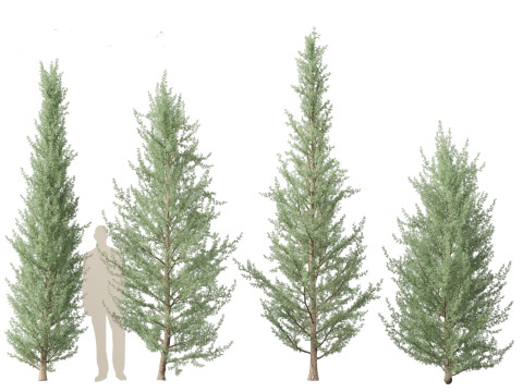 Cedrus atlantica Glauca Fastigiata - Columnar Blue Atlas Ceadar 3D मॉडल