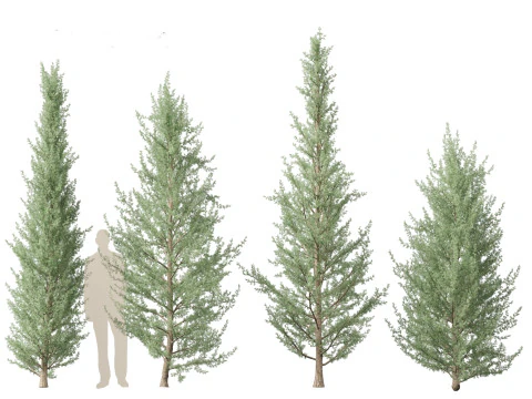 Cedrus atlantica Glauca Fastigiata - Columnar Blue Atlas Ceadar 3D Model