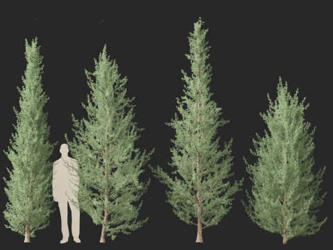Cedrus atlantica Glauca Fastigiata - Columnar Blue Atlas Ceadar 3D मॉडल