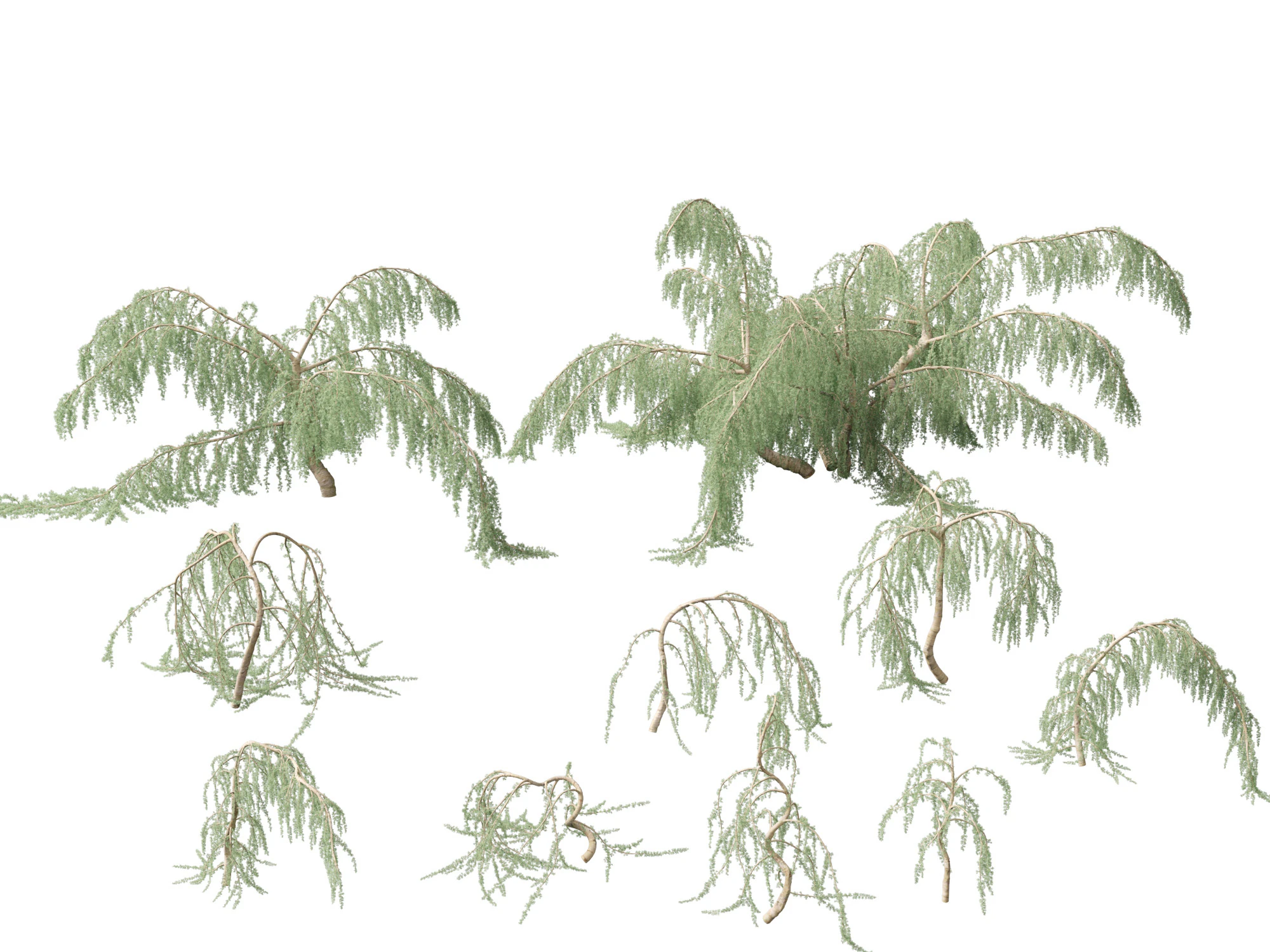 Cedrus atlantica Glauca Pendula - Atlas cedar 3D Model .c4d .max .obj .3ds .fbx .stl .blend 