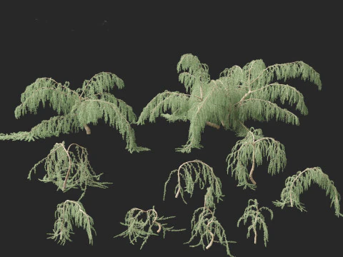 Cedrus atlantica Glauca Pendula - Atlas cedar 3D Model