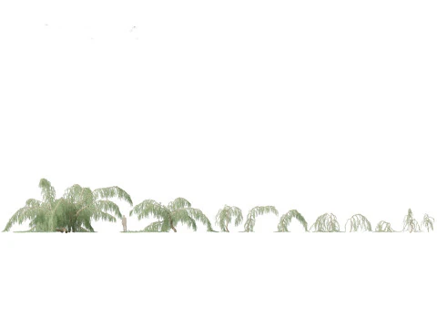Cedrus atlantica Glauca Pendula - Atlas cedar 3D Model