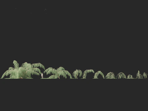 Cedrus atlantica Glauca Pendula - Atlas cedar 3D Model
