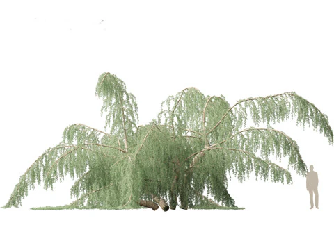 Cedrus atlantica Glauca Pendula - Atlas cedar 3D Model