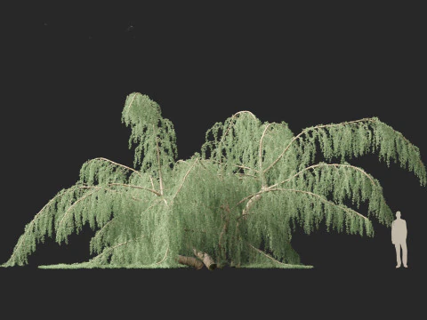 Cedrus atlantica Glauca Pendula - Atlas cedar 3D Model