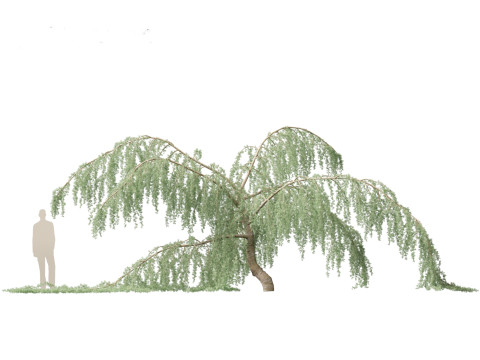 Cedrus atlantica Glauca Pendula - Atlas cedar Modèle 3D