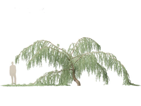 Cedrus atlantica Glauca Pendula - Atlas cedar 3D Model