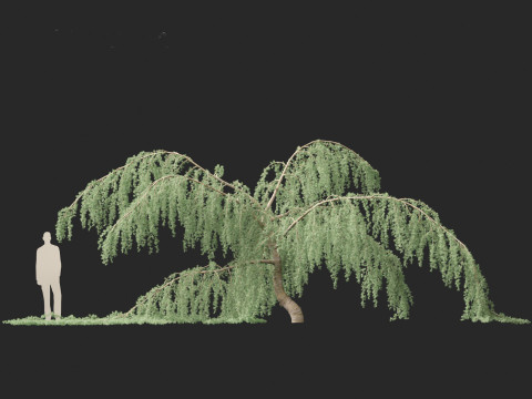 Cedrus atlantica Glauca Pendula - Atlas cedar Modèle 3D
