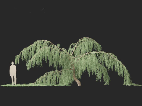 Cedrus atlantica Glauca Pendula - Atlas cedar 3D Model