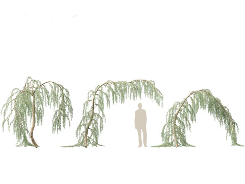 Cedrus atlantica Glauca Pendula - Atlas cedar 3D Model