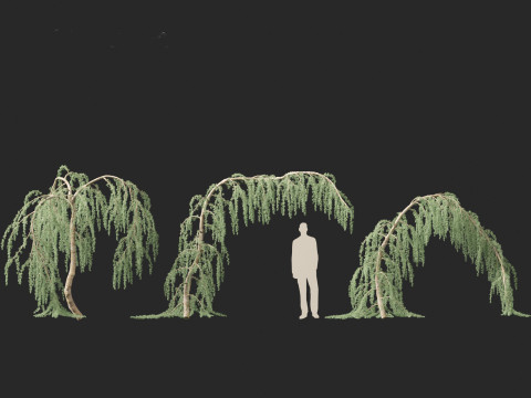 Cedrus atlantica Glauca Pendula - Atlas cedar Modèle 3D
