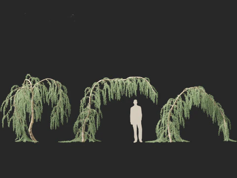 Cedrus atlantica Glauca Pendula - Atlas cedar 3D Model