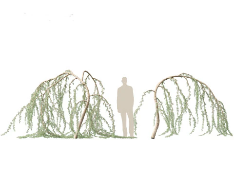Cedrus atlantica Glauca Pendula - Atlas cedar 3D Model