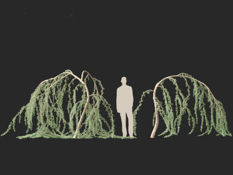 Cedrus atlantica Glauca Pendula - Atlas cedar 3D Model