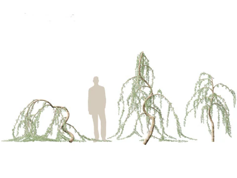 Cedrus atlantica Glauca Pendula - Atlas cedar 3D Model