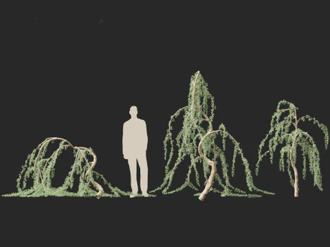Cedrus atlantica Glauca Pendula - Atlas cedar 3D Model