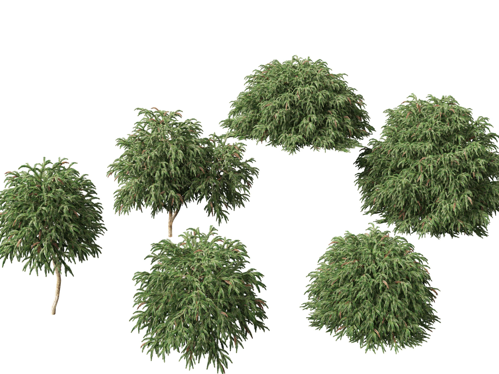 Cryptomeria japonica Globosa Nana - Dwergbol Japanse ceder 3D Model .c4d .max .obj .3ds .fbx .stl .blend 