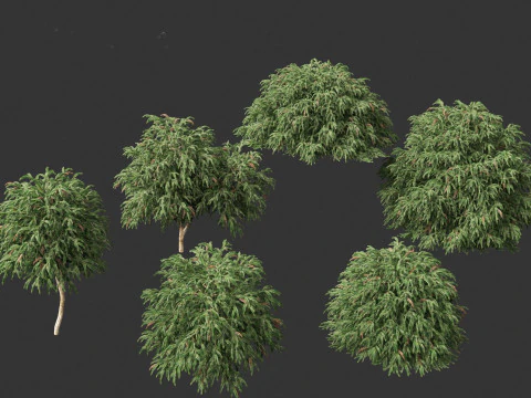 Cryptomeria japonica Globosa Nana - Dwergbol Japanse ceder 3D Model
