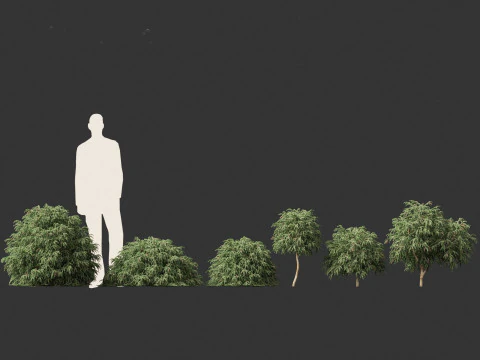 Cryptomeria japonica Globosa Nana - Dwergbol Japanse ceder 3D Model