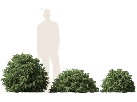 Cryptomeria japonica Globosa Nana - Dwergbol Japanse ceder 3D Model