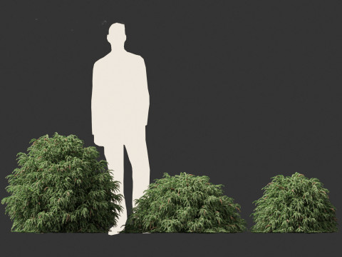 Cryptomeria japonica Globosa Nana - Dwarf globe japanese cedar 3D Model