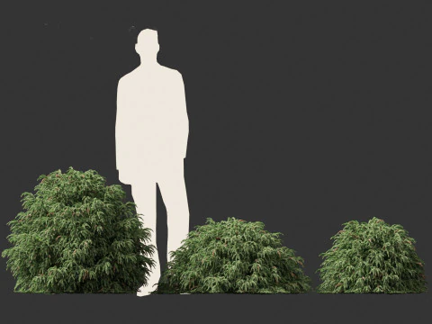 Cryptomeria japonica Globosa Nana - Dwergbol Japanse ceder 3D Model