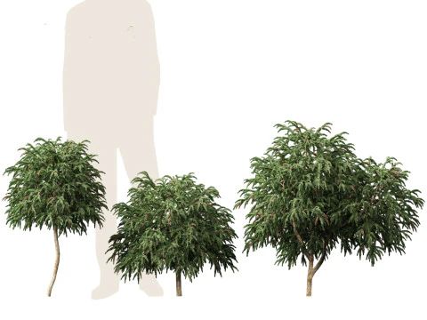 Cryptomeria japonica Globosa Nana - Dwergbol Japanse ceder 3D Model