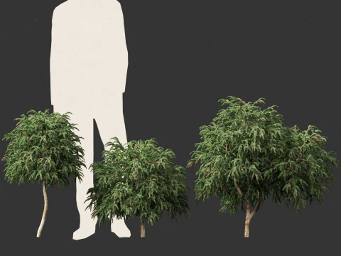 Cryptomeria japonica Globosa Nana - Dwergbol Japanse ceder 3D Model