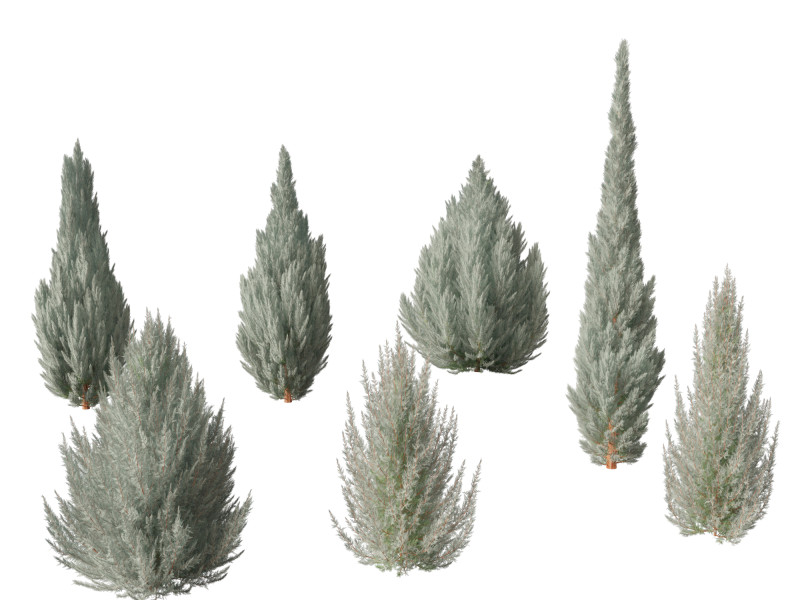 Juniperus scopulorum Wichita Blue - Rocky Mountain juniper Modello 3D .c4d .max .obj .3ds .fbx .stl .blend 
