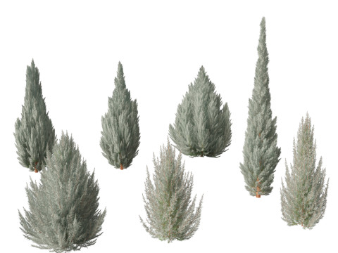 Juniperus scopulorum Wichita Blue - Rocky Mountain juniper 3D Model