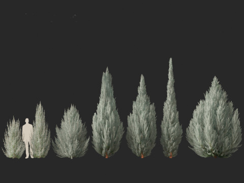 Juniperus scopulorum Wichita Blue - Rocky Mountain juniper Modello 3D