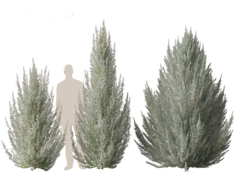 Juniperus scopulorum Wichita Blue - Rocky Mountain juniper Modello 3D