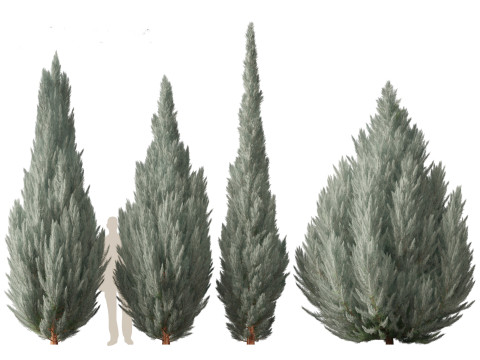 Juniperus scopulorum Wichita Blue - Rocky Mountain juniper Modello 3D