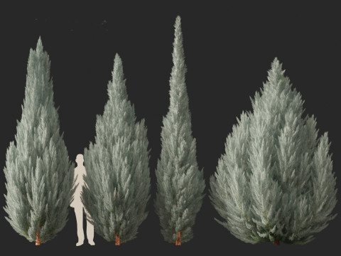 Juniperus scopulorum Wichita Blue - Rocky Mountain juniper Modello 3D