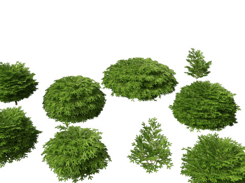 Picea abies Nidiformis - Norway spruce 3D Model