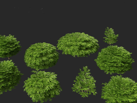 Picea abies Nidiformis - Norway spruce 3D Model