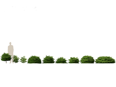 Picea abies Nidiformis - Norway spruce 3D Model