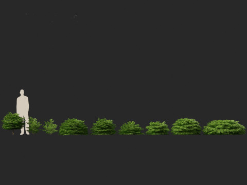 Picea abies Nidiformis - Norway spruce 3D Model