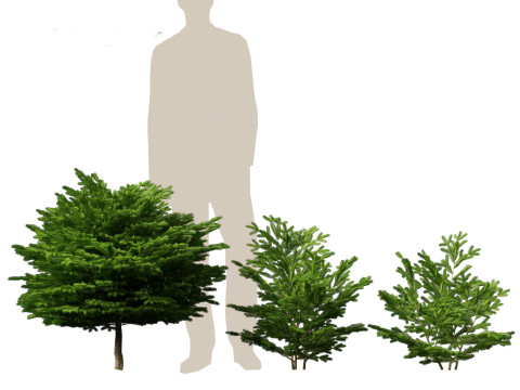 Picea abies Nidiformis - Norway spruce 3D Model