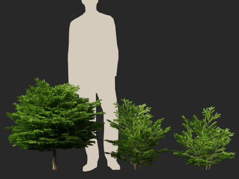 Picea abies Nidiformis - Norway spruce 3D Model