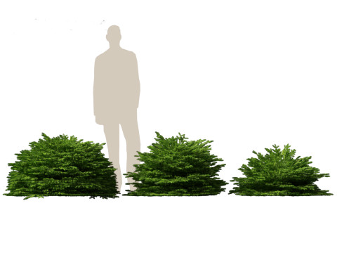 Picea abies Nidiformis - Norway spruce 3D Model